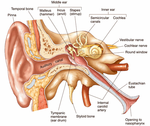 Cochlear Implants in Allahabad at Shanti Vilas ENT Clinic